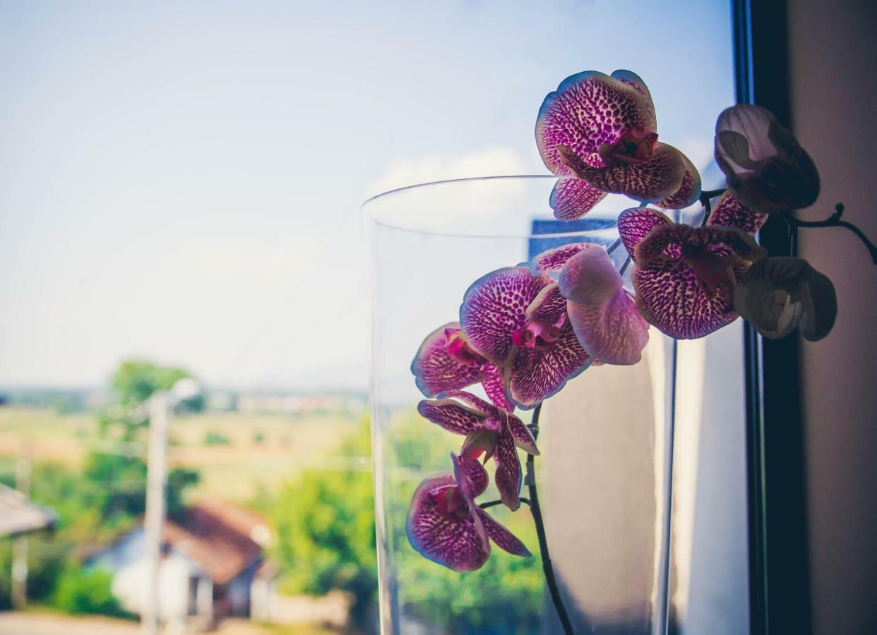 Guest House Vila Salute Ni 外观 照片